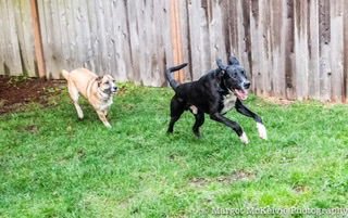 Joe Jackson - Photo 3