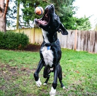 Joe Jackson - Photo 4