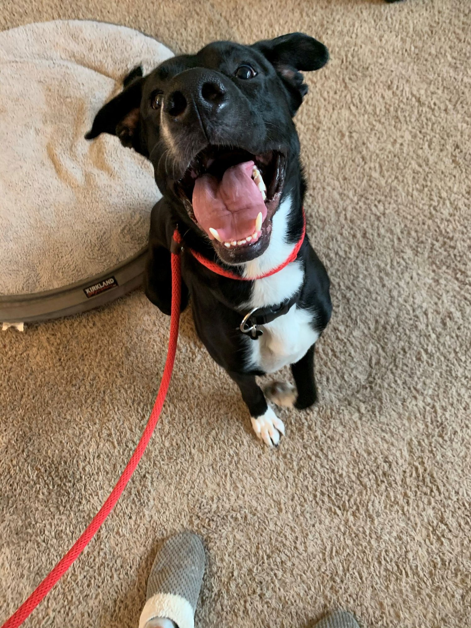 Joe Jackson - Photo 5