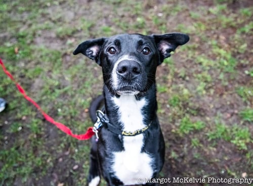 JOE JACKSON - Great Dane / German Shepherd Dog available for adoption