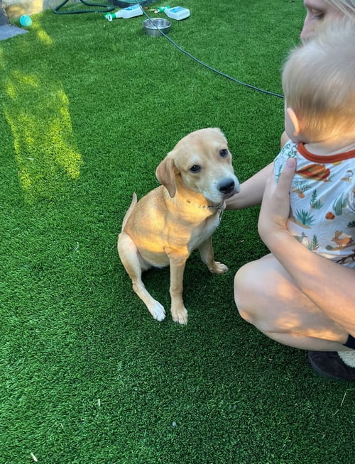 LILY - Hound / Labrador Retriever available for adoption