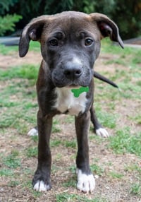 Oliver - Photo 1