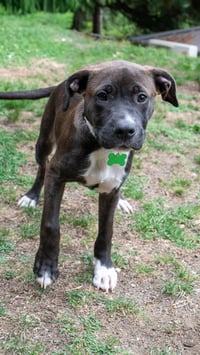 Oliver - Photo 5