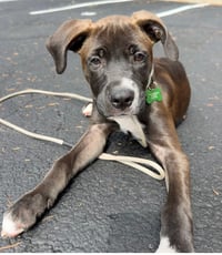 Oliver - Photo 2