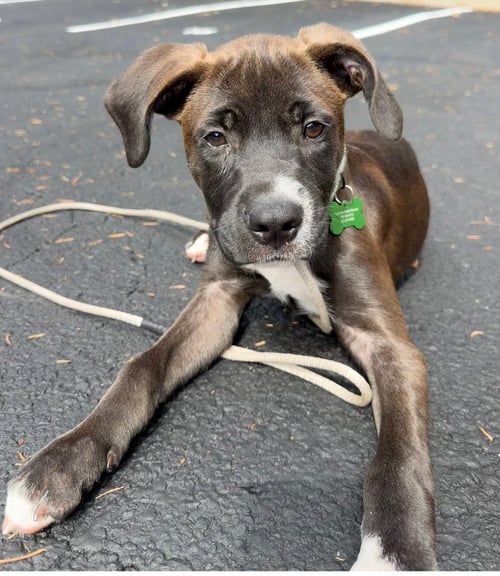 OLIVER - Cattle Dog available for adoption
