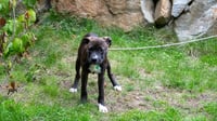 Oliver - Photo 8