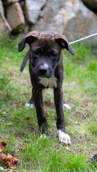 Oliver - Photo 3