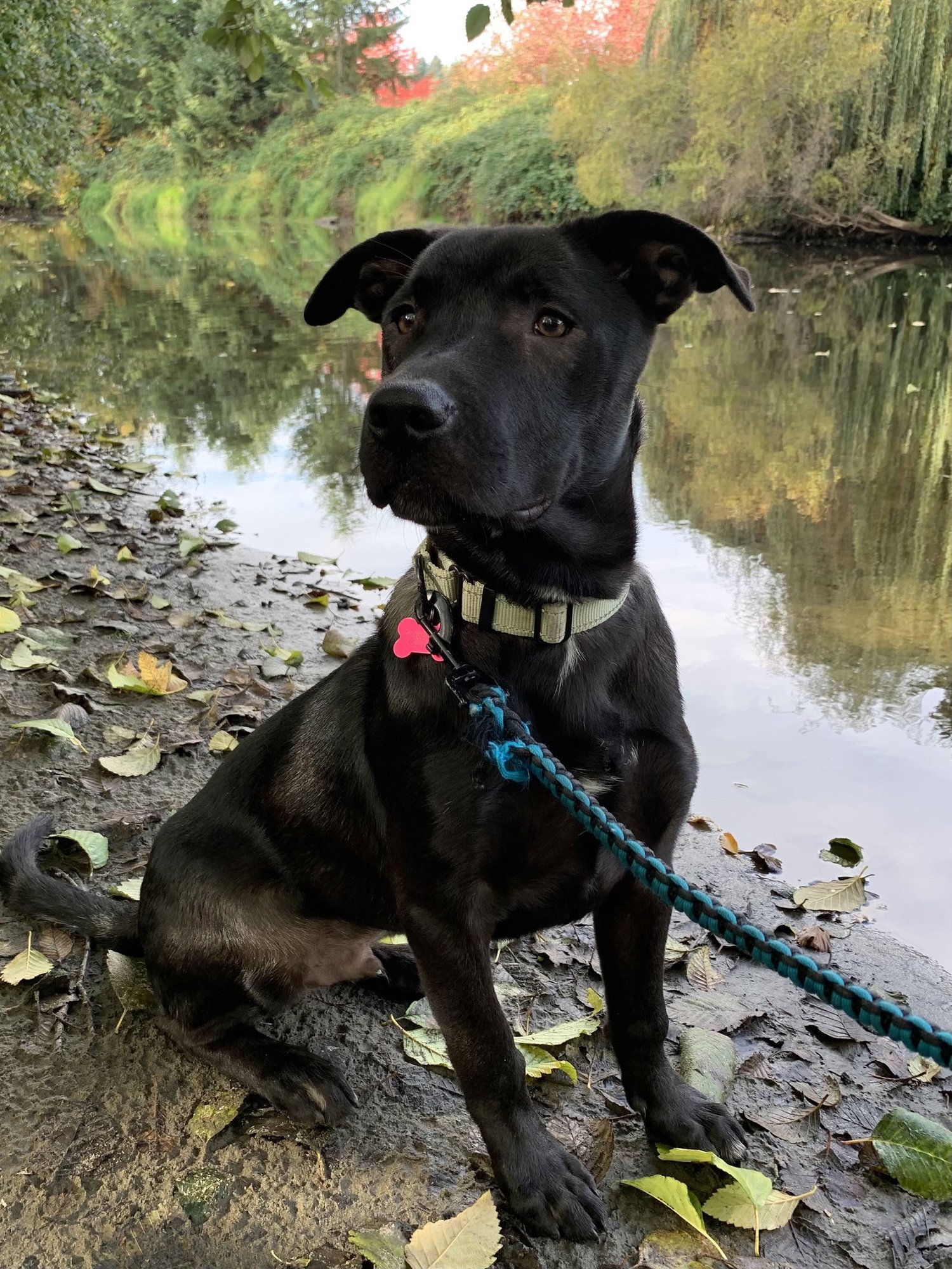 LICORICE - Labrador Retriever available for adoption