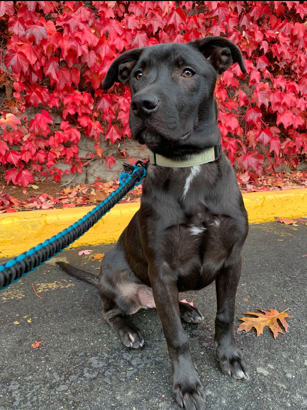 LICORICE - Labrador Retriever available for adoption