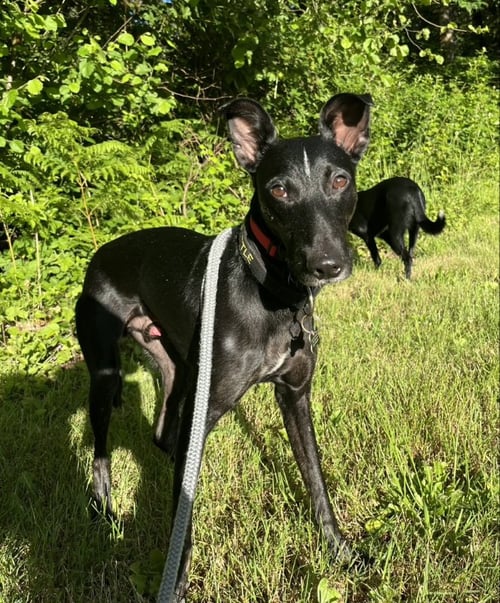 HANDSOME JACK - Whippet / Hound available for adoption