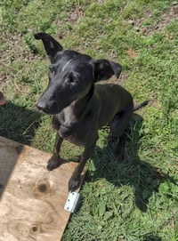 Handsome Jack - Photo 2