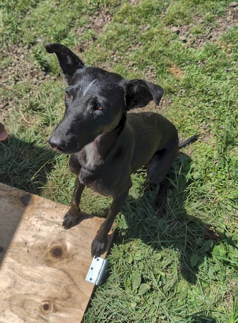 HANDSOME JACK - Whippet / Hound available for adoption