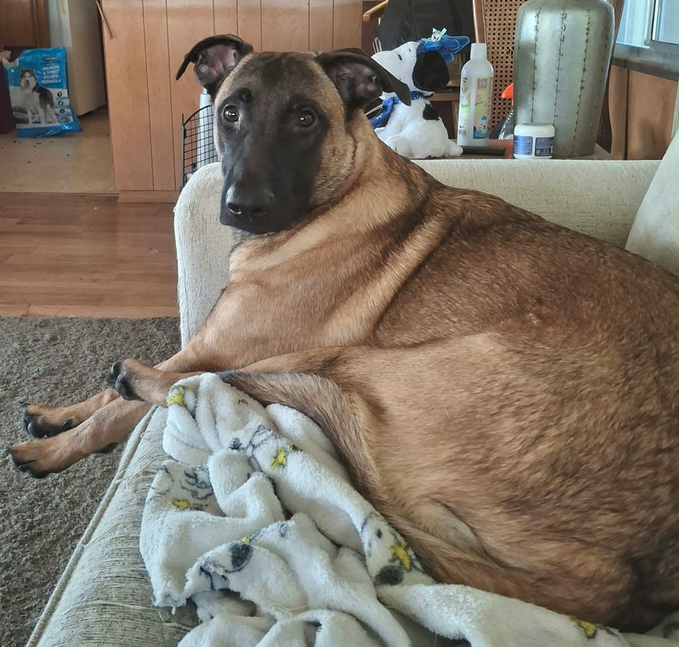 WAFFLES - Belgian Shepherd Malinois / German Shepherd Dog available for adoption