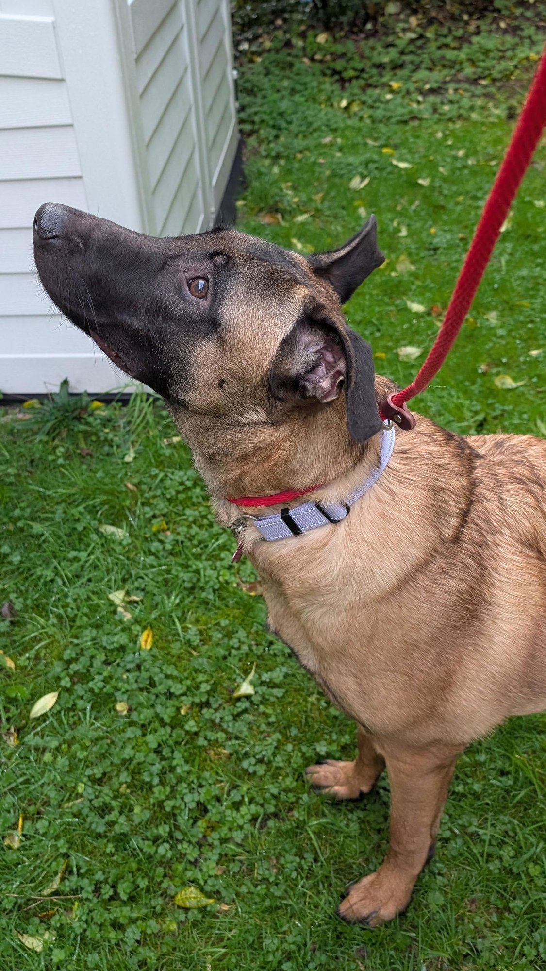 WAFFLES - Belgian Shepherd Malinois / German Shepherd Dog available for adoption