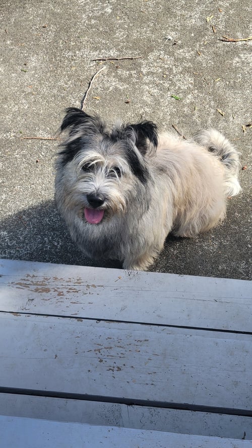 CLYDE - Terrier available for adoption