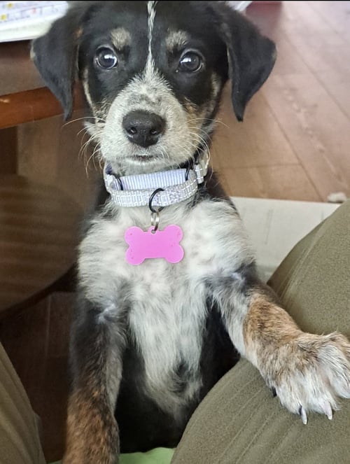 MOXIE - ADOPTION PENDING