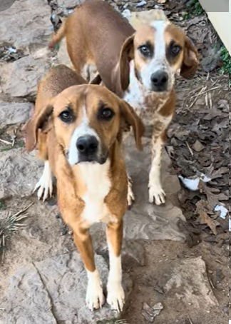 RAY -- PENDING - Beagle / Hound available for adoption