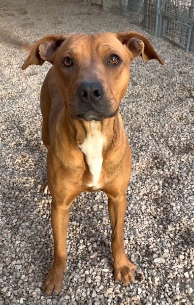 RUE - Labrador Retriever / Hound available for adoption