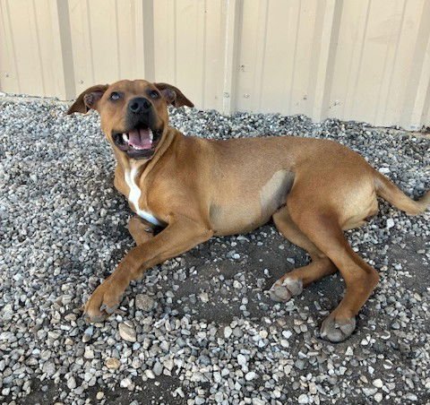 RUE - Labrador Retriever / Hound available for adoption