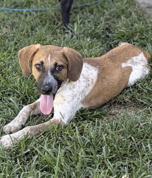 TIGGER -ADOPTION PENDING - Pointer available for adoption