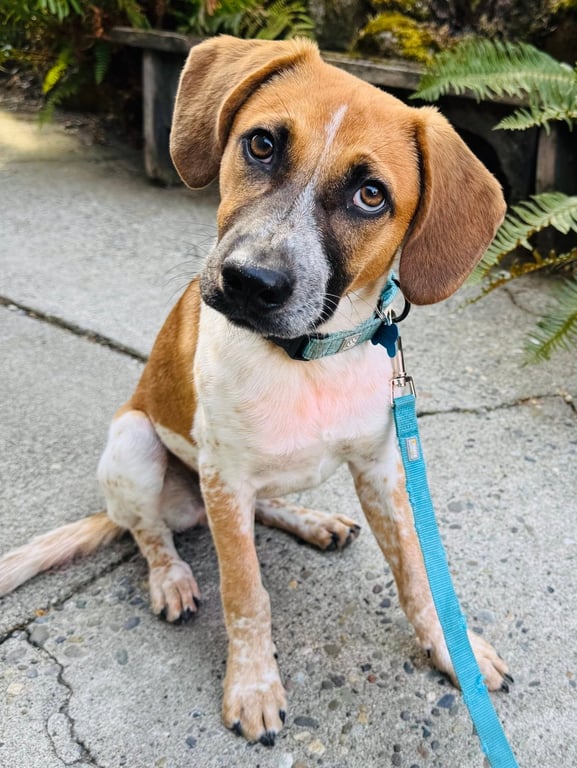 Tigger -Adoption Pending Image