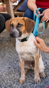 Tigger -Adoption Pending - Photo 6