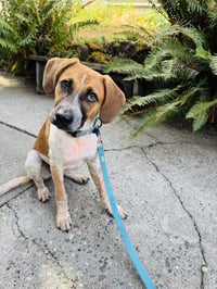 Tigger -Adoption Pending - Photo 5