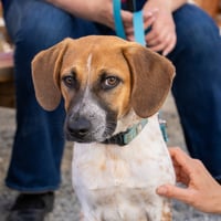 Tigger -Adoption Pending - Photo 7