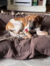 Tigger -Adoption Pending - Photo 4
