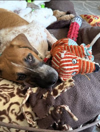 Tigger -Adoption Pending - Photo 3
