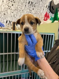 Lucky - Adoption Pending Image