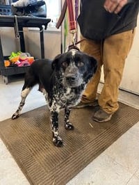 Lucky - Adoption Pending - Photo 2