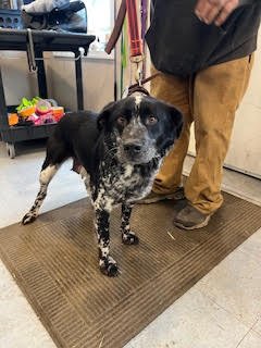 LUCKY - ADOPTION PENDING - Cattle Dog available for adoption