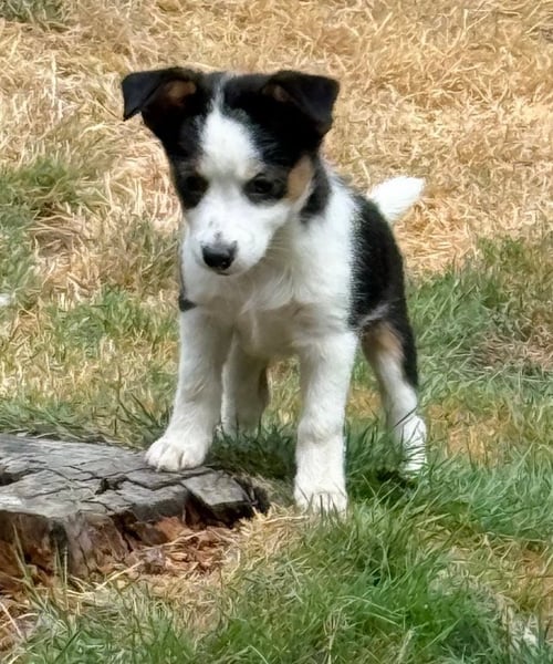 TULIP - Terrier for adoption in Seattle