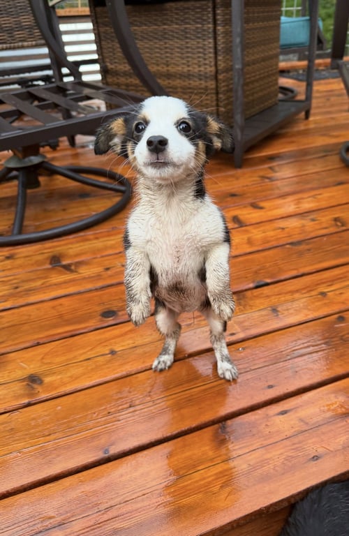 TULIP - Terrier available for adoption