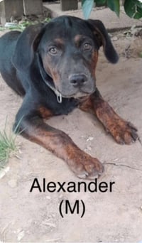 Alexander - Photo 12