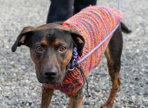 ALEXANDER - Hound / Labrador Retriever for adoption in Seattle