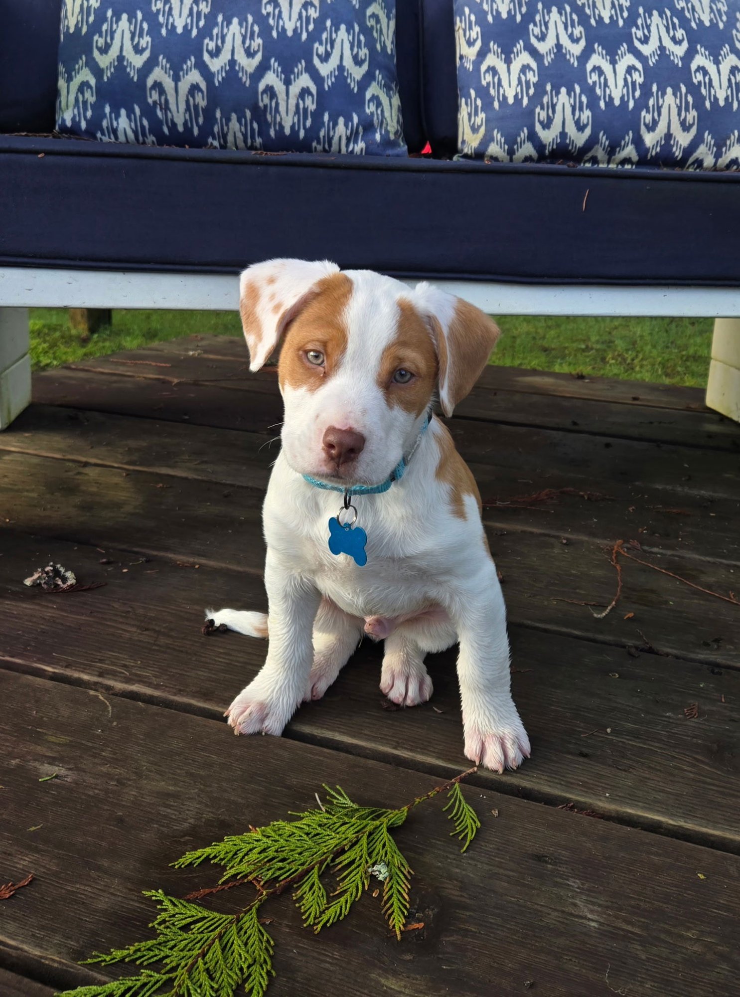 BACON - Terrier / Australian Shepherd available for adoption