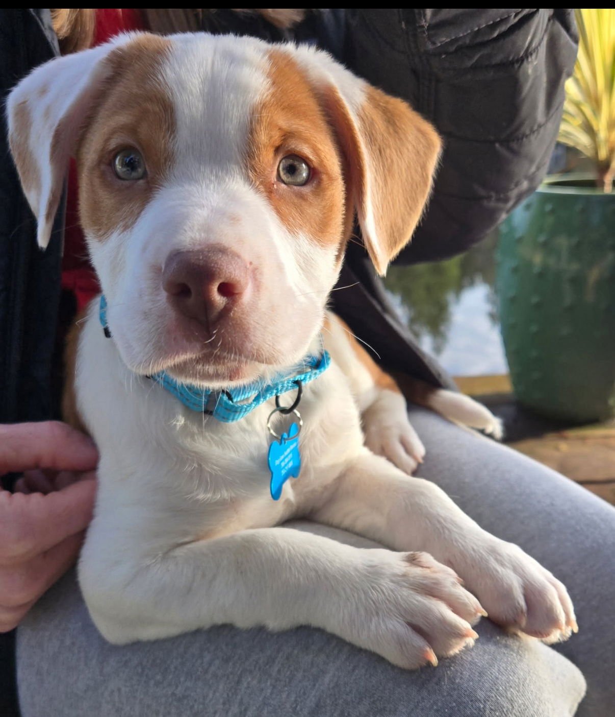 BACON - Terrier / Australian Shepherd available for adoption