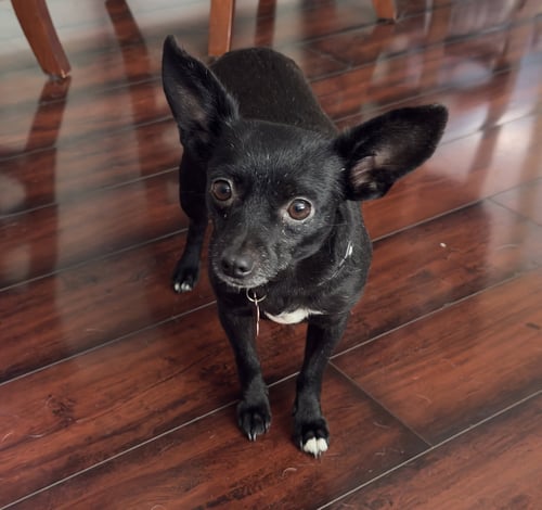 CHILI - Chihuahua for adoption in Seattle