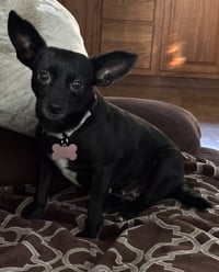 Chili - Photo 4