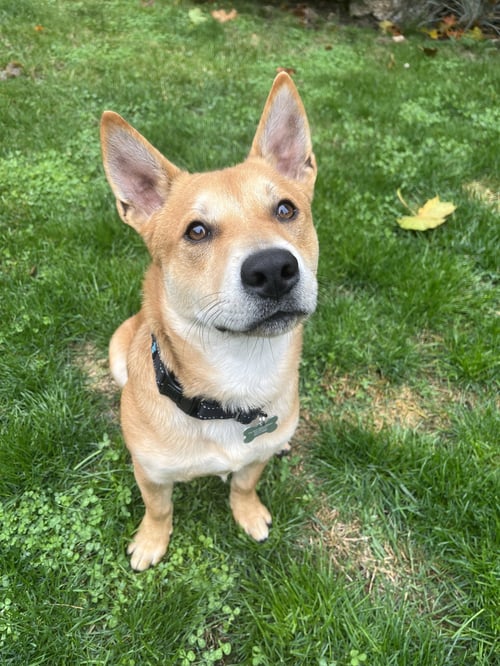 NELSON - Cattle Dog / Terrier for adoption in Seattle