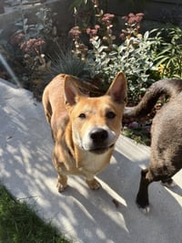 Nelson - Photo 5