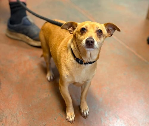 GINGER - Chihuahua available for adoption