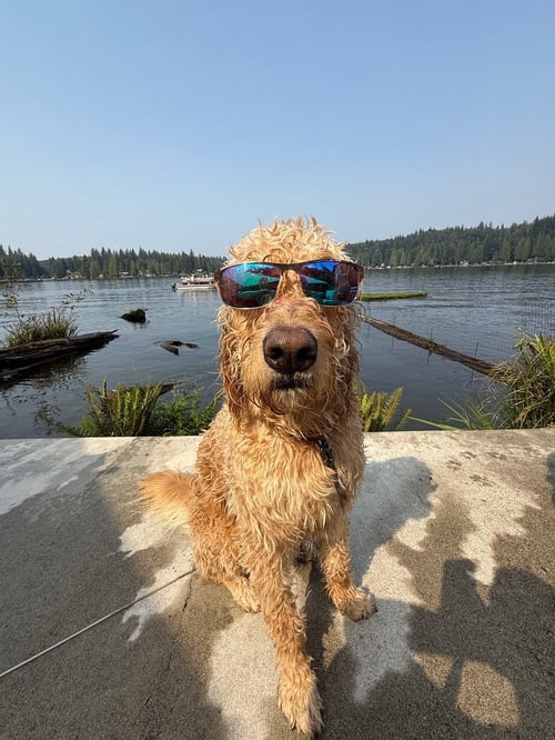 RINGO - Golden Retriever / Poodle (Standard) available for adoption