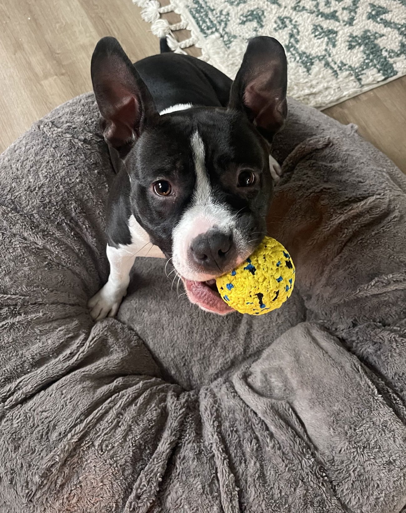 SKILLET - Pit Bull Terrier available for adoption