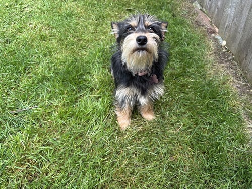 SANDY - Yorkshire Terrier Yorkie available for adoption