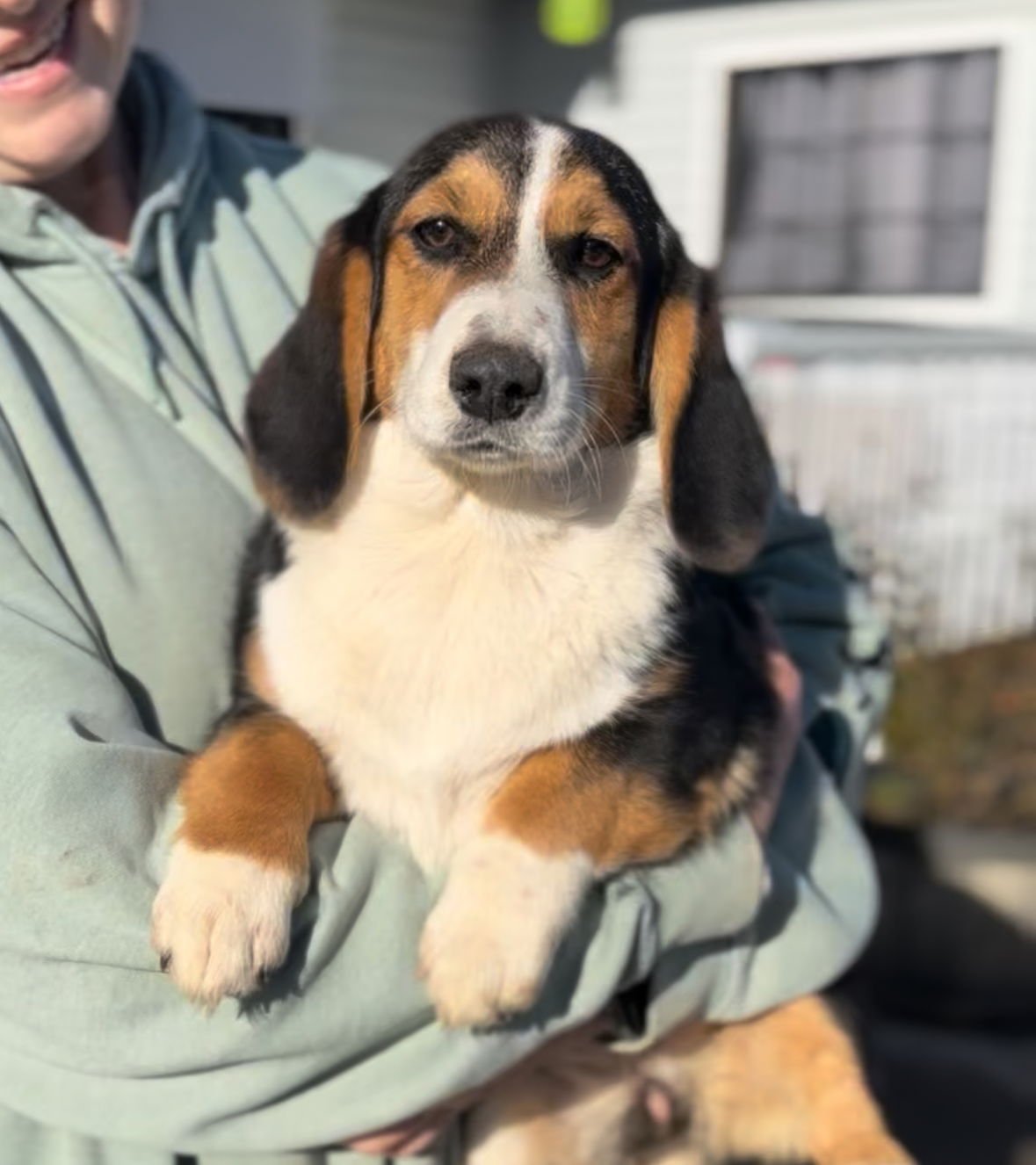 DORA - ADOPTION PENDING - Basset Hound / Corgi available for adoption