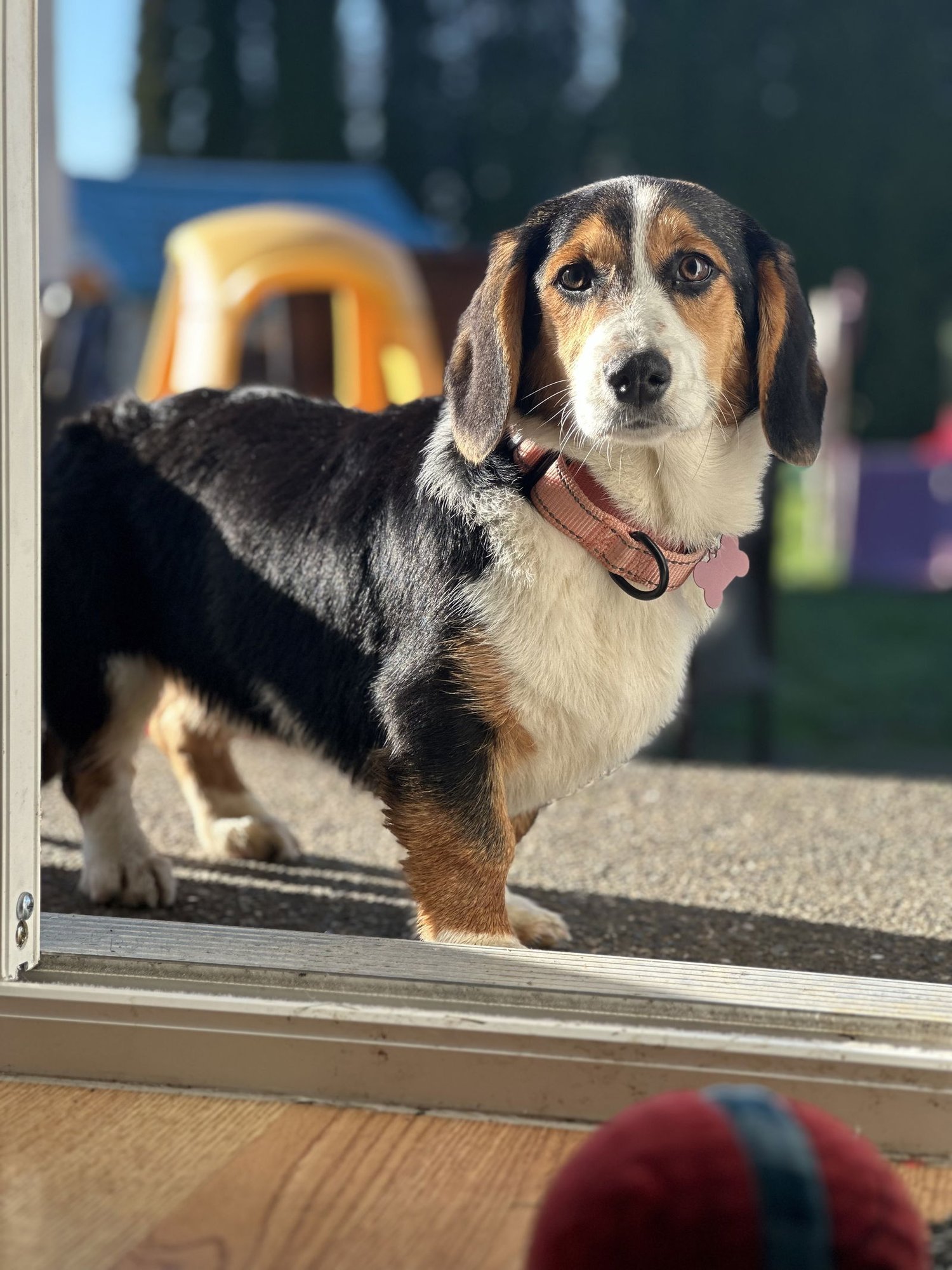 DORA - ADOPTION PENDING - Basset Hound / Corgi available for adoption