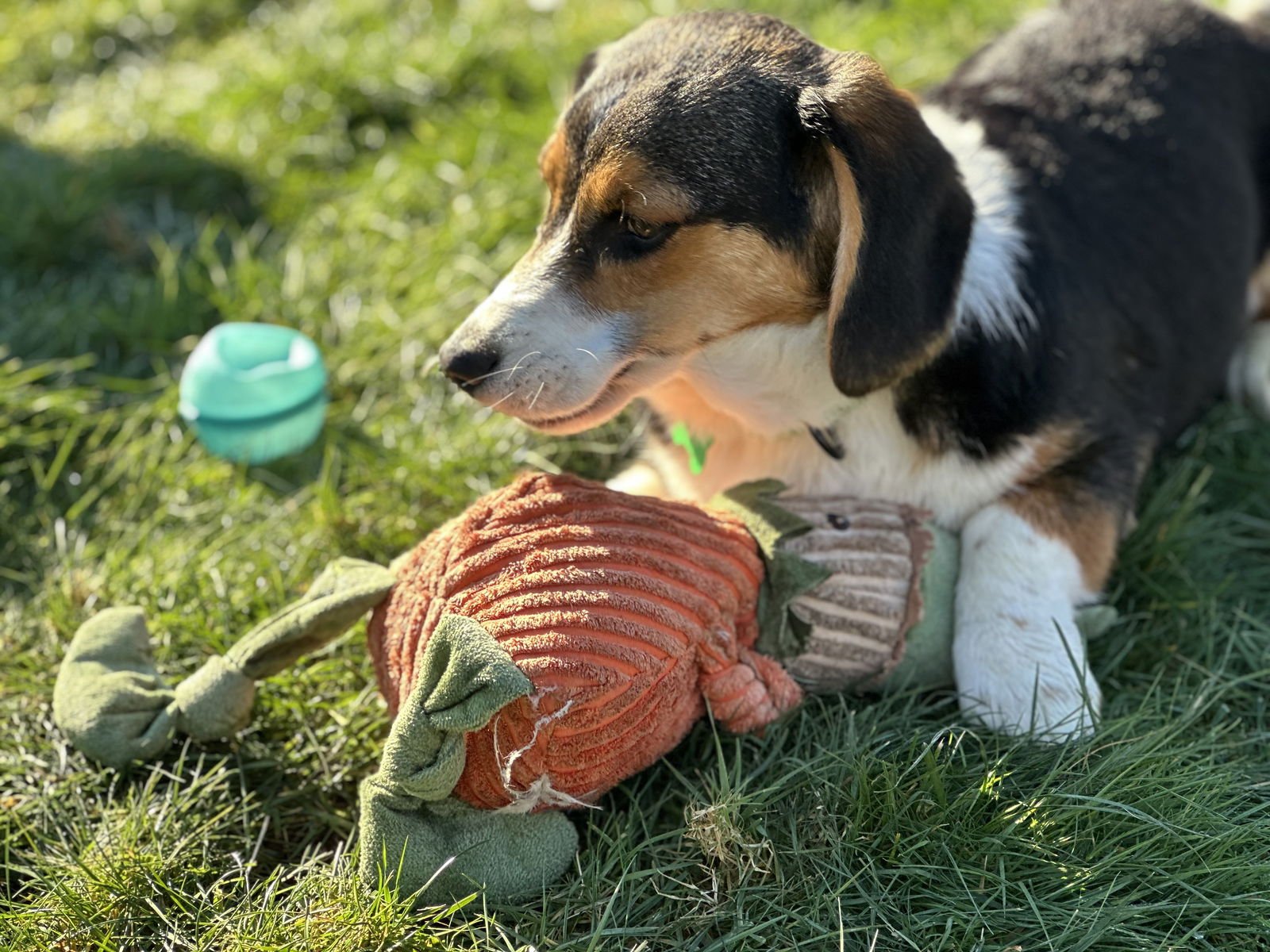 Dora - Adoption Pending - Photo 3